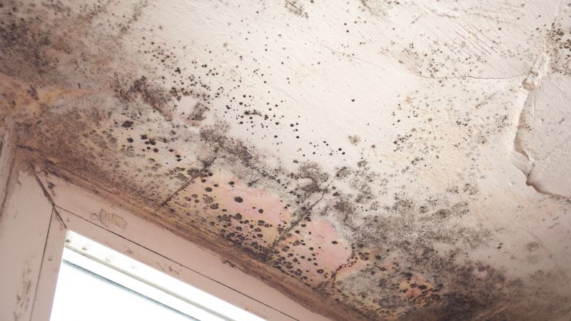 Mold and Mildew Presence
